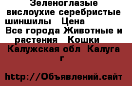 Зеленоглазые вислоухие серебристые шиншилы › Цена ­ 20 000 - Все города Животные и растения » Кошки   . Калужская обл.,Калуга г.